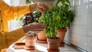 Aprenda a trocar as plantas de vaso sem dificuldades. - (Dima Berlin / iStock)