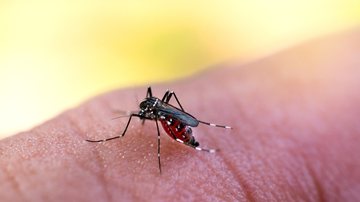 Descubra como acontece a transmissão da dengue - 15308757 / iStock