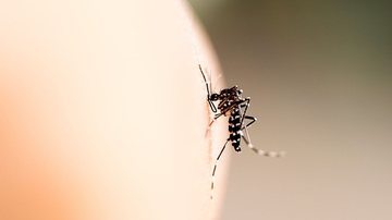 Tome cuidado com o mosquito da dengue e se previna da doença. - ieang/ iStock