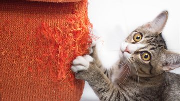 Saiba como salvar seu sofá dos pets! - noreefly/ iStock