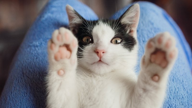 Veja quais gatos são mais carinhosos e possuem comportamentos de maior carência. - Barisic Zaklina / istock