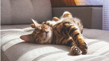 Os gatos tem uma maneira bem especial de demonstrar a sua felicidade. - (Anna Derzhina / iStock)