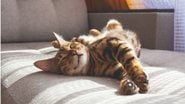 Os gatos tem uma maneira bem especial de demonstrar a sua felicidade. - (Anna Derzhina / iStock)