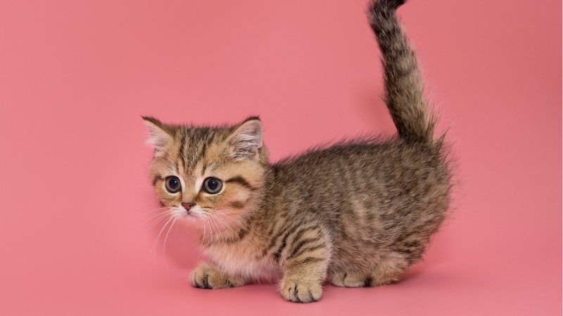 Veja mais informações sobre o gato Munchkin. - Okssi68 / istock