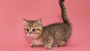 Veja mais informações sobre o gato Munchkin. - Okssi68 / istock