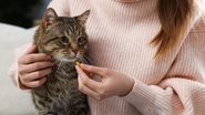 Veja se este medicamento é indicado para os felinos - Liudmila Chernetska / iStock