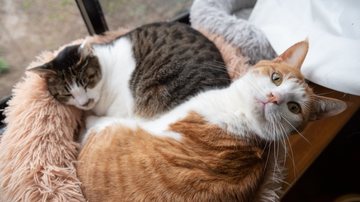 Saiba como funciona o concurso para eleger o gato SRD mais bonito do país - Rai / iStock