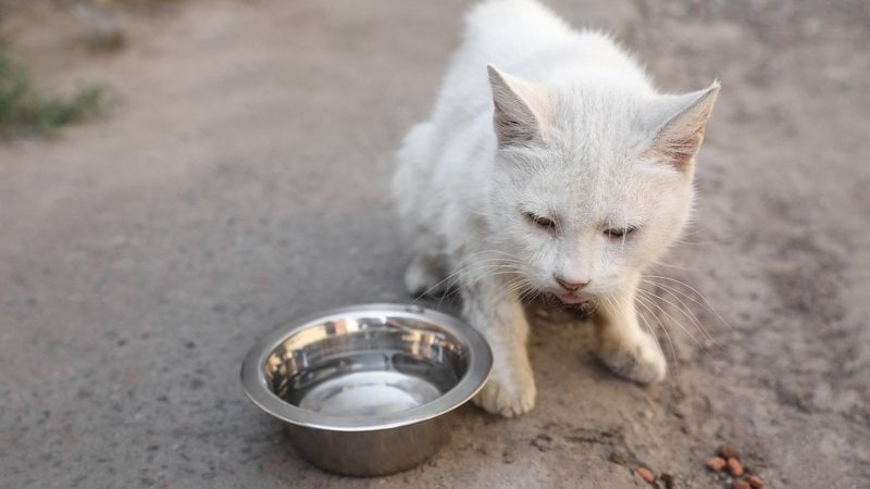 Os sinais felinos de infecções intestinais para ligar o alerta. - Liudmila Chernetska / istock