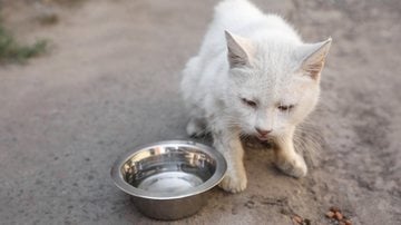 Os sinais felinos de infecções intestinais para ligar o alerta. - Liudmila Chernetska / istock