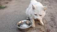 Os sinais felinos de infecções intestinais para ligar o alerta. - Liudmila Chernetska / istock