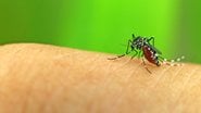 Veja como eliminar as larvas do Aedes aegypti - TrichopCMU / iStock