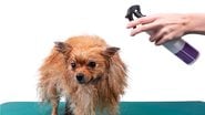 Descubra se perfume para cachorro é prejudicial e proteja o seu pet. - Aksakalko / istock