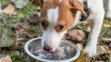 Como evitar que o pote de água do seu pet seja foco do mosquito da dengue. - alexei_tm / istock