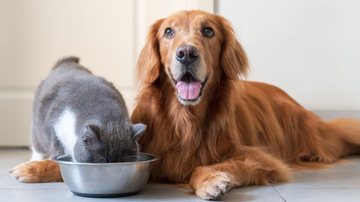 Saiba se você pode economizar e dividir as rações entre os pets. - chendongshan/ iStock