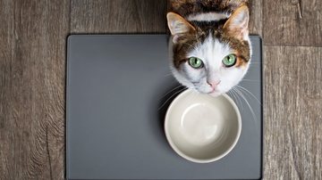 Alimente o seu pet da forma mais saudável possível. - Lightspruch/ iStock