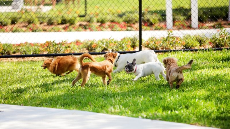 As raças de cães que todos amam. - felixmizioznikov / istock