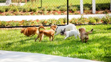 As raças de cães que todos amam. - felixmizioznikov / istock