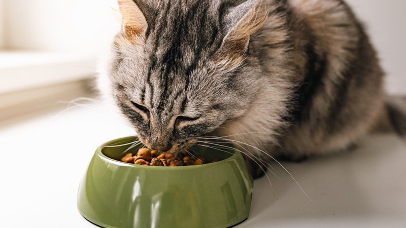 Confira truques para saber se a ração do seu gato é segura e saudável. - Larisa Stefanuyk / istock