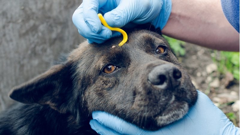 Veja como remover carrapatos do corpo do seu pet sem necessidade de remédio. - Andrei310 / istock