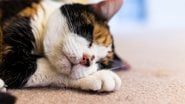 Descubra causas, sintomas e cuidados necessários para ter com a acne felina. - krblokhin / istock