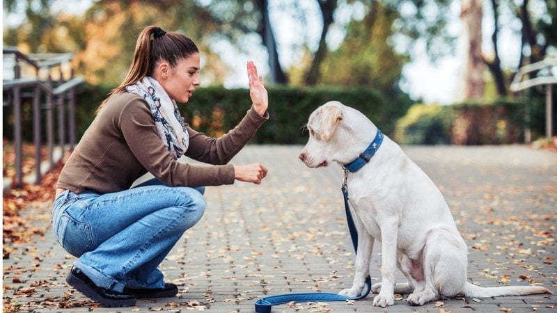 Existem algumas dicas simples para adestrar o seu pet. - Bobex-73 / istock