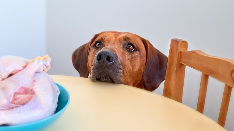 Alimentos perigosos para pets. - Zontica / istock