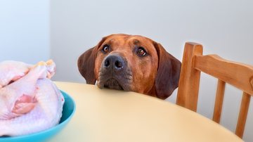 Alimentos perigosos para pets. - Zontica / istock