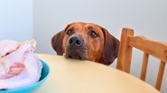 Alimentos perigosos para pets. - Zontica / istock