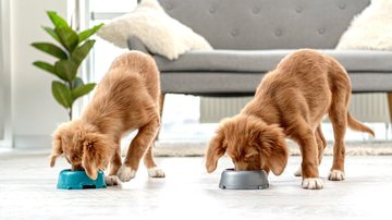 Entenda se seu pet pode comer batata-doce. - VYCHEGZHANINA / istock