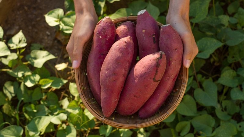 Veja se pessoas com doença celíaca podem comer batata-doce. - piyaset / istock