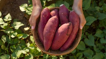 Veja se pessoas com doença celíaca podem comer batata-doce. - piyaset / istock