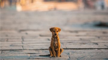 Dados da Organização Mundial de Saúde aponta que existem quase 40 milhões de cães e gatos abandonados no país inteiro. - DimaBerkut / istock