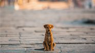 Dados da Organização Mundial de Saúde aponta que existem quase 40 milhões de cães e gatos abandonados no país inteiro. - DimaBerkut / istock