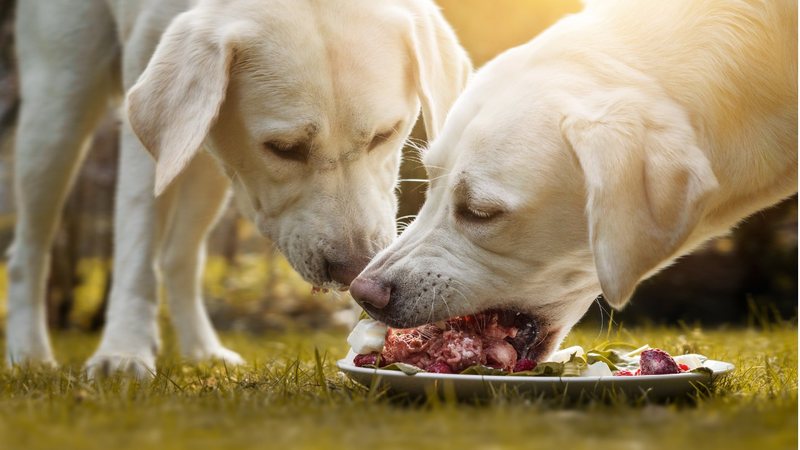 Veja se seu pet pode comer churrasco. - manushot / istock