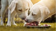 Veja se seu pet pode comer churrasco. - manushot / istock