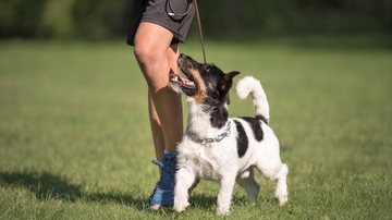 Veja como o seu pet te reconhece. - K_Thalhofer / istock