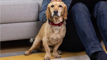 Veja se o seu cachorro filhote pode comer fruta. - Space_Cat / istock