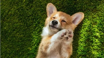 Os 10 cachorrinhos mais fofos do mundo. - LightFieldStudios / istock