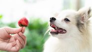 Entenda quais benefícios o morango pode trazer para a saúde do seu pet. - (Mintra Kwthijak / iStock)