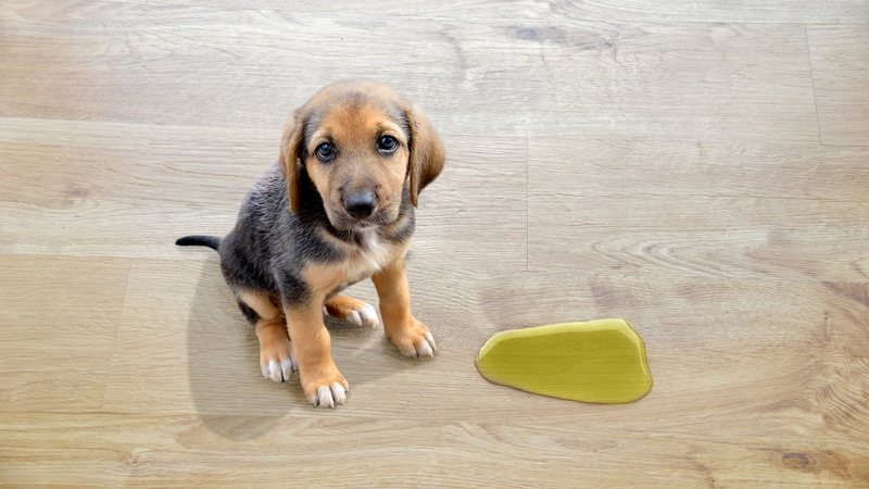 Essas dicas para tirar o cheiro de xixi de cachorro são simples e assertivas! - (Cunaplus_M.Faba / iStock)