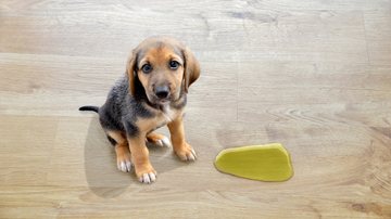 Essas dicas para tirar o cheiro de xixi de cachorro são simples e assertivas! - (Cunaplus_M.Faba / iStock)