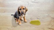 Essas dicas para tirar o cheiro de xixi de cachorro são simples e assertivas! - (Cunaplus_M.Faba / iStock)