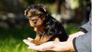 Existem dicas imperdíveis para você não errar nos cuidados com um cachorrinho filhote. - Stanislav Kyrylash / istock