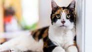 Descubra o truque para cuidar de acne felina em casa. - krblokhin / istock