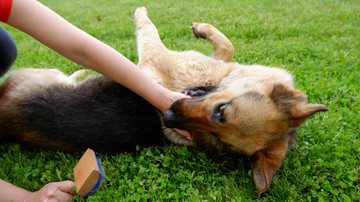 Aprenda a desengasgar seu pet. - Ana-O / iStock