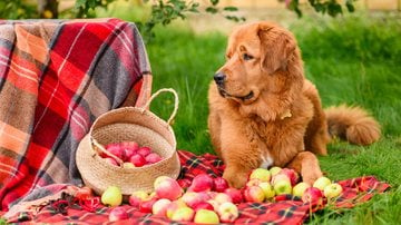 Veja quais frutas saborosas podem fazer parte da alimentação do seu pet. - Nikita Burdenkov / istock