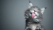 Os gatos mais fofos do mundo que você precisa conhecer. - Nils Jacobi / istock