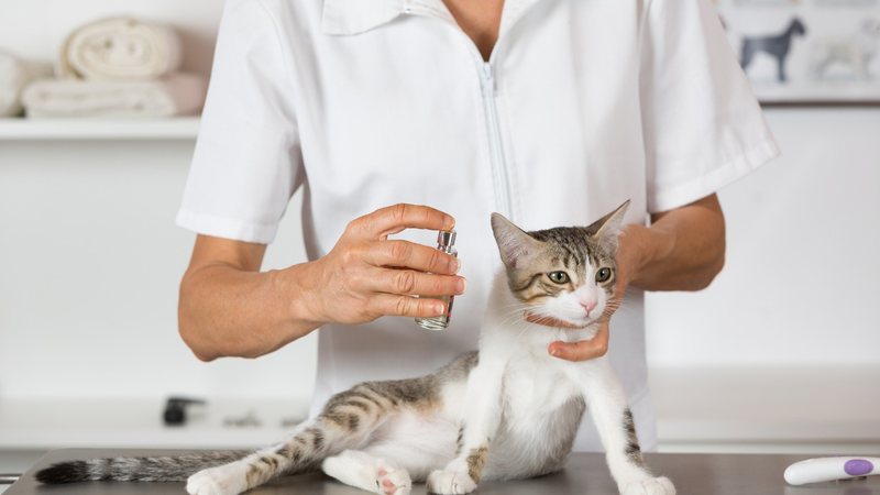 Os melhores perfumes para gato. - fotoedu / istock