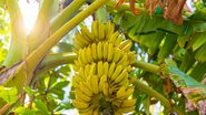 Veja como cultivar banana em casa. - Imagem: allou / iStock