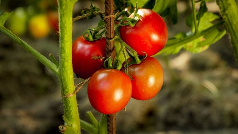 Saiba como cultivar tomates. - Imagem: Artfoliophoto / iStock